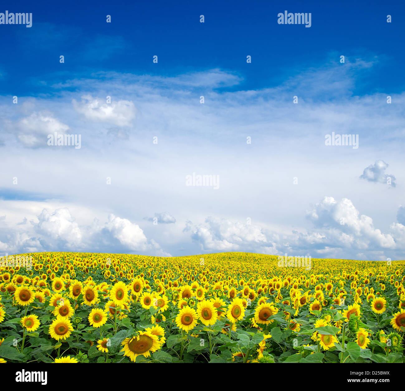 Blooming field of sunflowers on blue sky Stock Photo - Alamy