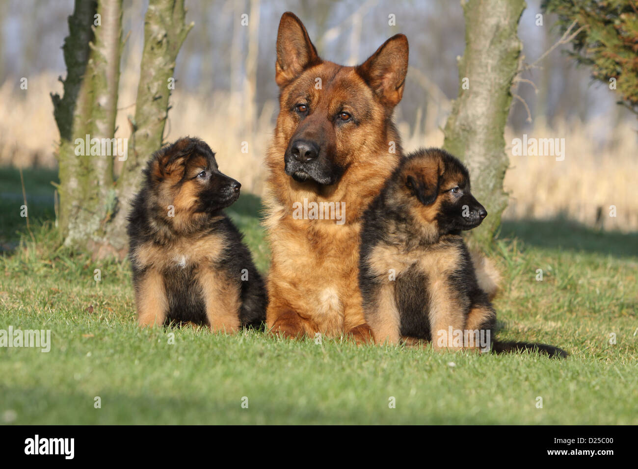 Dog German Shepherd Dog Deutscher Schaferhund Adult And Two Puppies In A Meadow Stock Photo Alamy