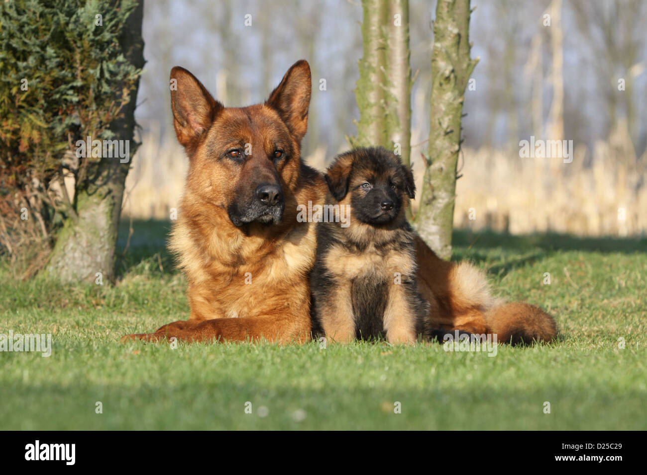 Dog German Dog / Deutscher Schäferhund adult and puppy in a Stock Photo