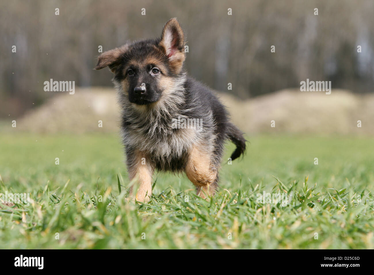 Dog German Shepherd Dog / Deutscher Schäferhund puppy walking in a