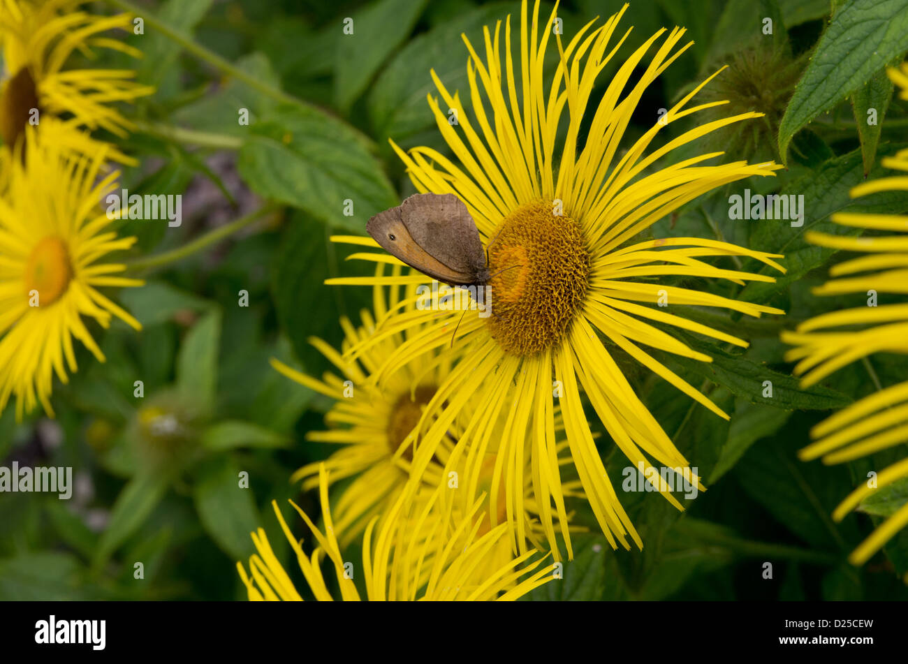 Doronicum and meadow brown Stock Photo