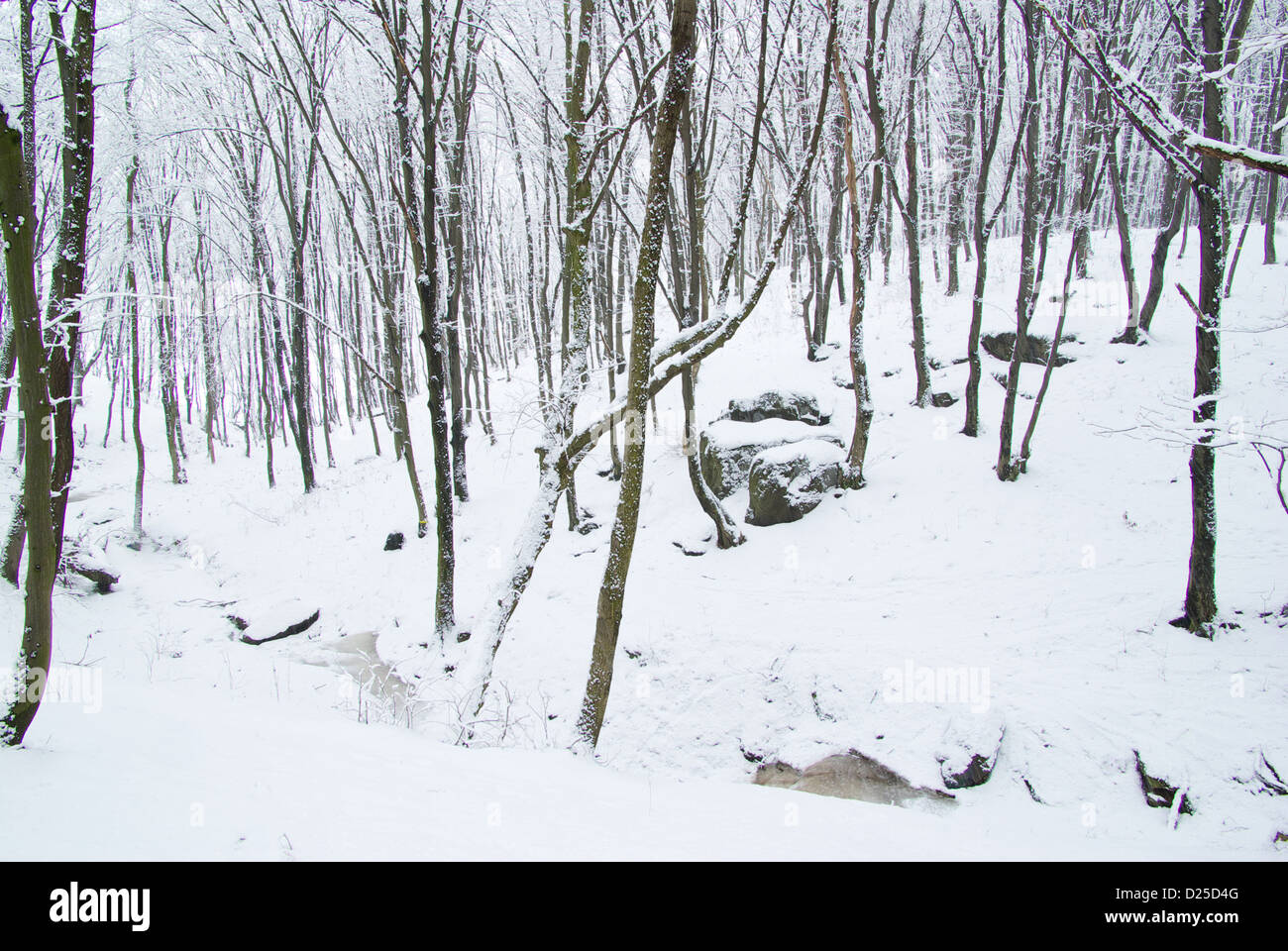 beautiful winter forest and the road Stock Photo - Alamy