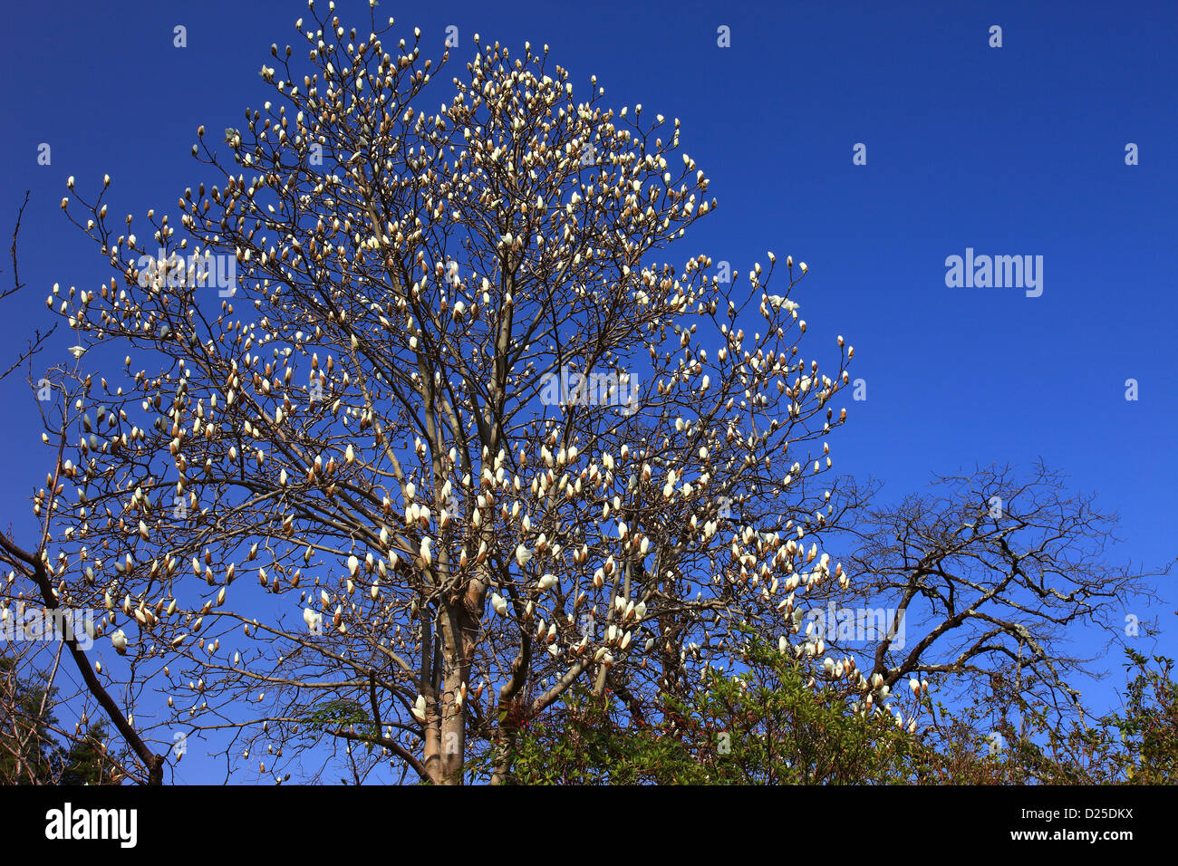 Magnolia tree and blue sky Stock Photo - Alamy