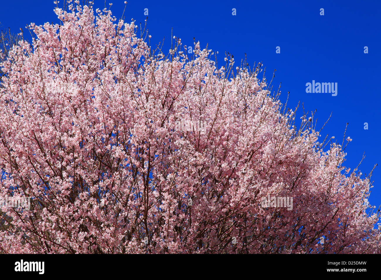 Cherry blossoms and blue sky Stock Photo - Alamy