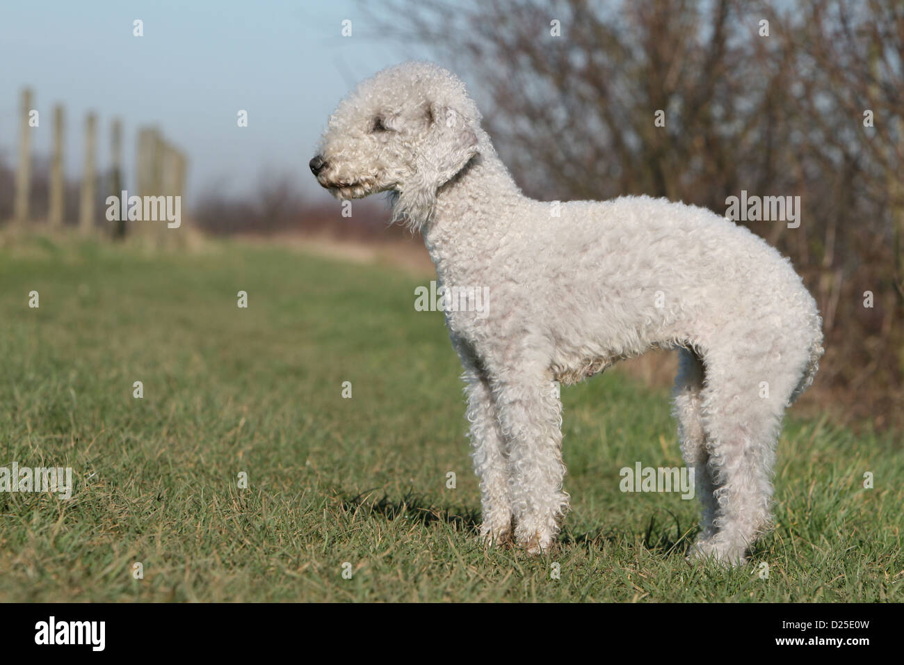 Dog Bedlington Terrier adult standard profile in a meadow Stock Photo