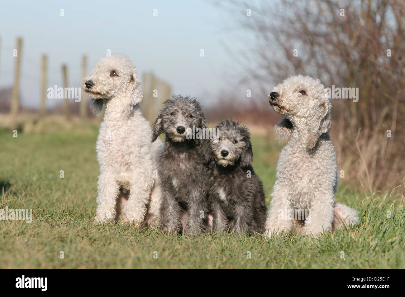 Description breed bedlington terrier. Bedlington Terrier: nature, features, photos 16 Description breed bedlington terrier. Bedlington Terrier: nature, features, photos 56