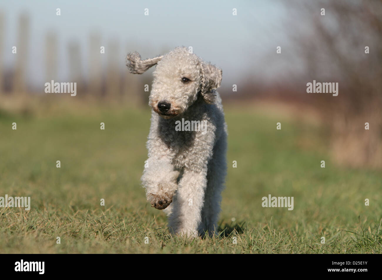 How Fast Can A Bedlington Terrier Run