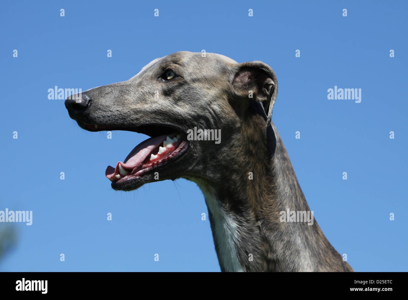 Greyhound Shedding A Lot