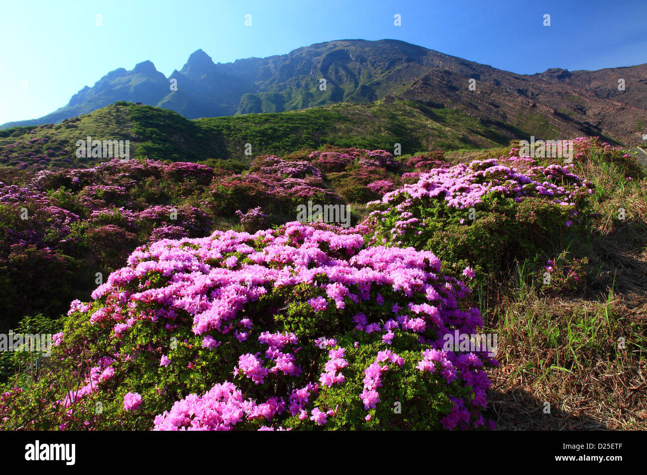 Rhododendron field at Sensui gorge, Kumamoto Prefecture Stock Photo