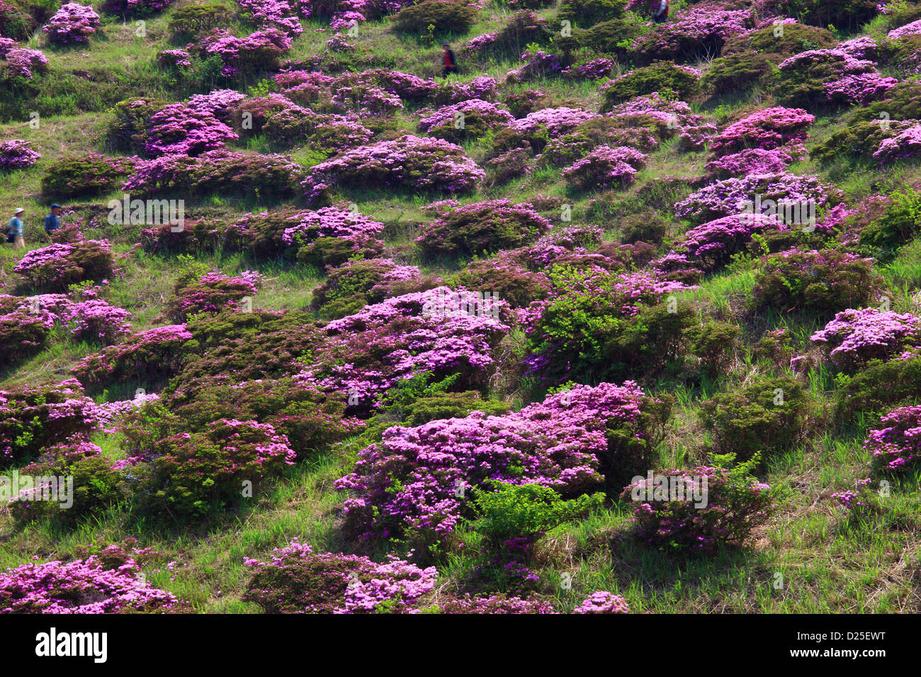 Rhododendron field at Sensui gorge, Kumamoto Prefecture Stock Photo