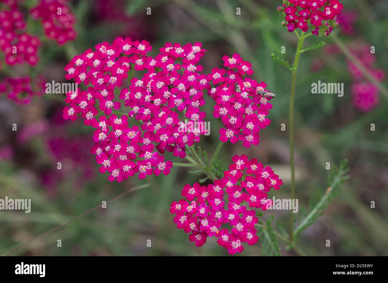 Achillea millefolium 'Bloodstone' Stock Photo