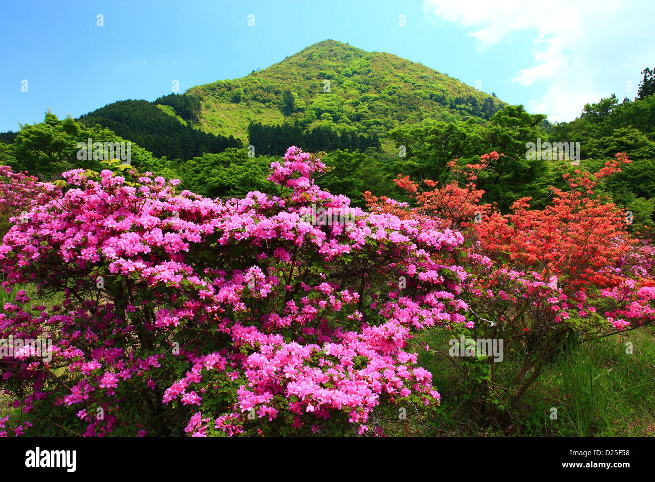 Rhododendron flowers, Nagasaki Prefecture Stock Photo