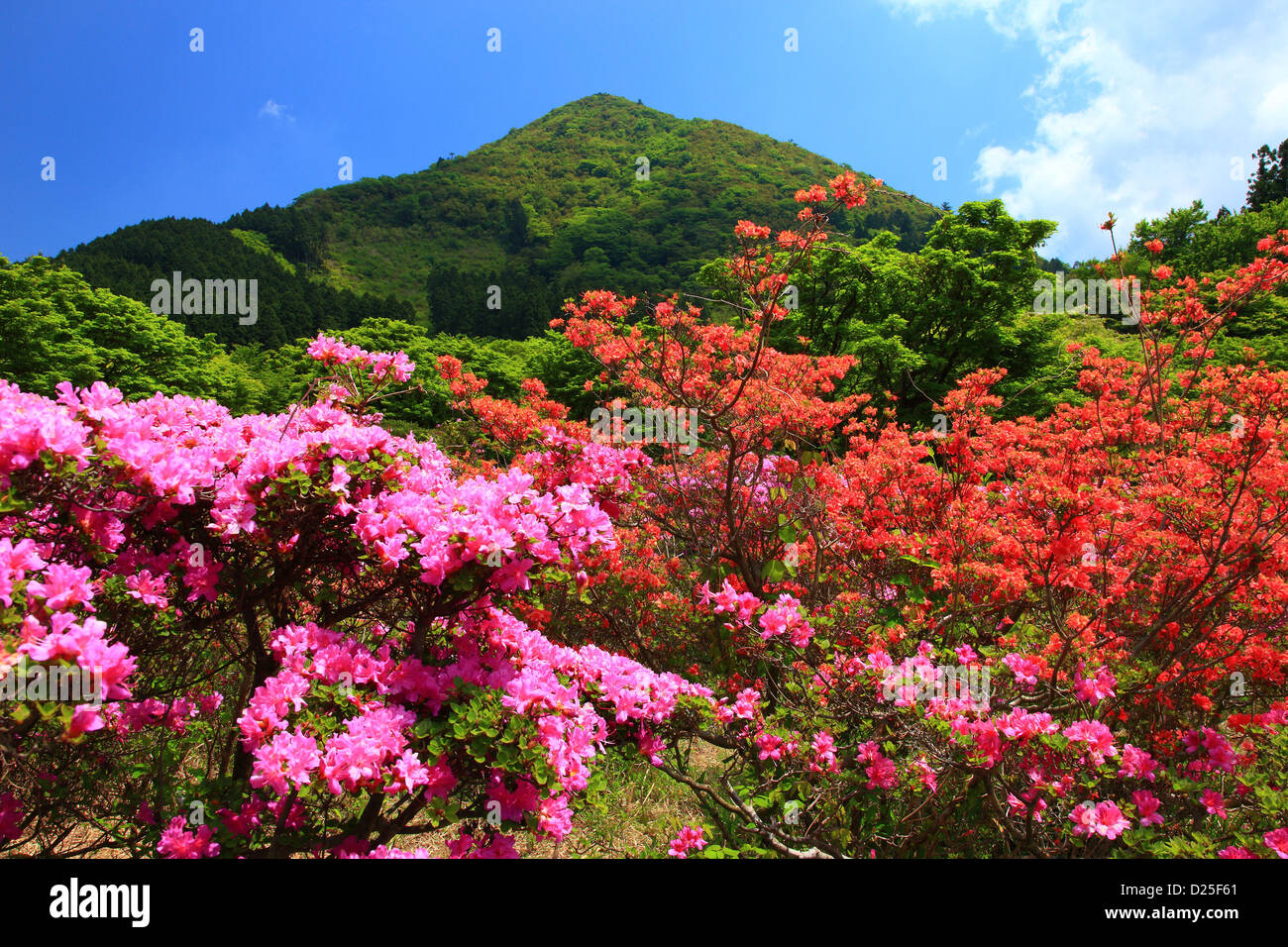 Rhododendron flowers, Nagasaki Prefecture Stock Photo