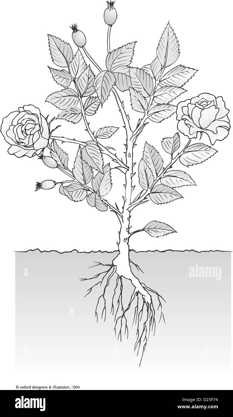 Garden climbing rose hi-res stock photography and images - Alamy