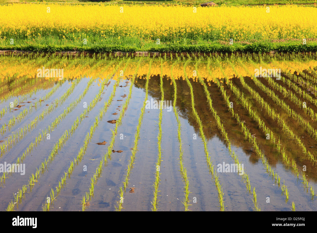 Rice field in Omachi, Nagano Prefecture Stock Photo