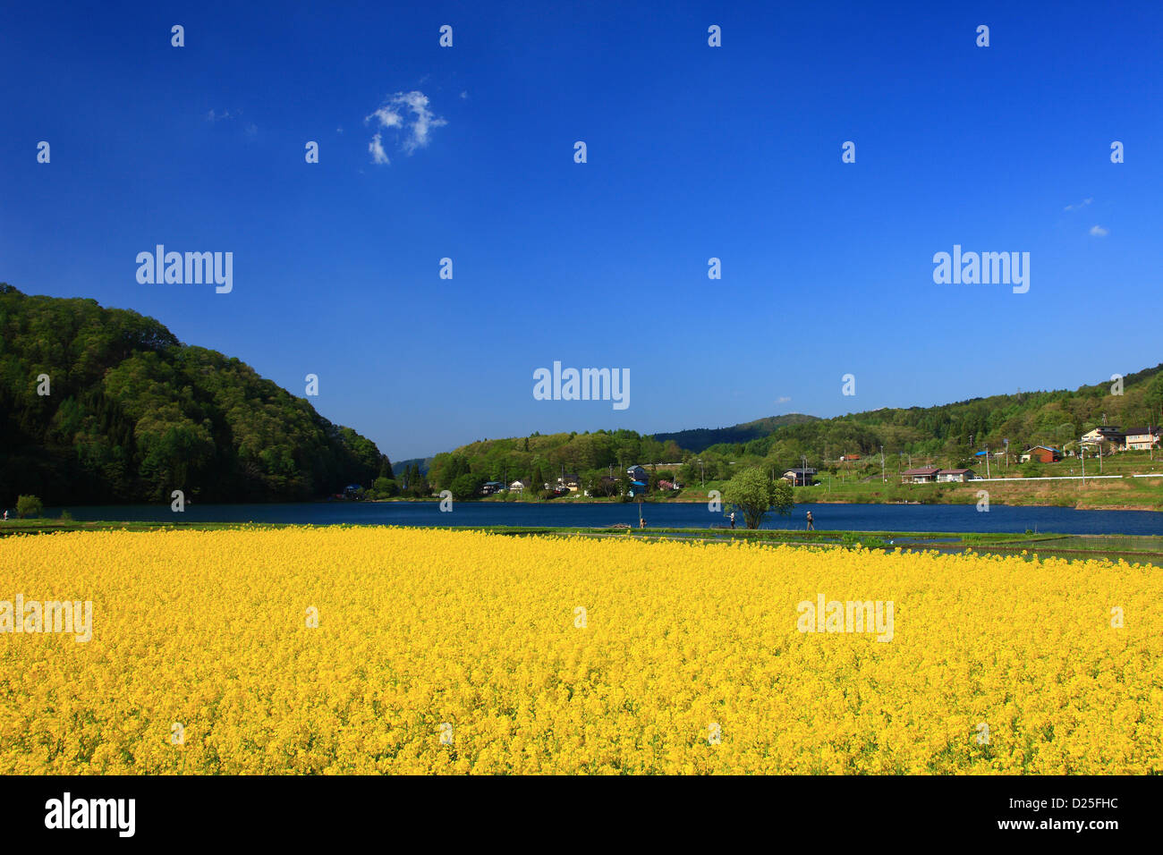 Flower field and blue sky in Chumo, Nagano Prefecture Stock Photo