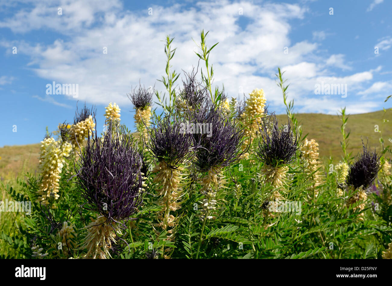 licorice or liquorice blossom Stock Photo Alamy