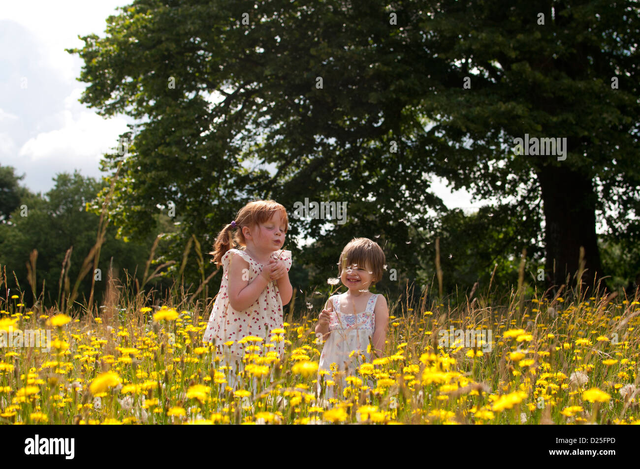 Two little girls standing in a wild flower meadow, blowing dandelion clocks Stock Photo