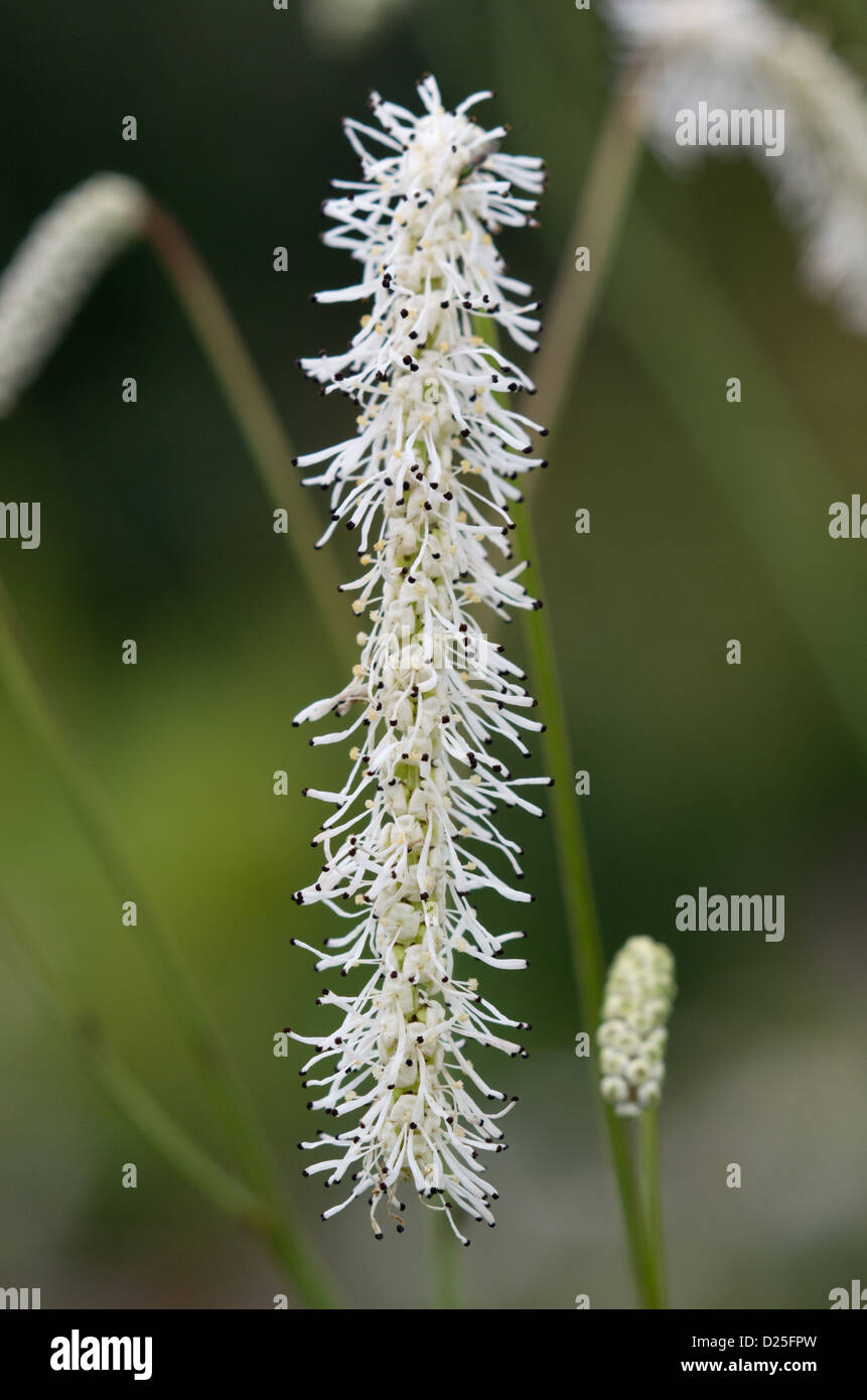 Sanguisorba tenuifolia 'All Time High' Stock Photo