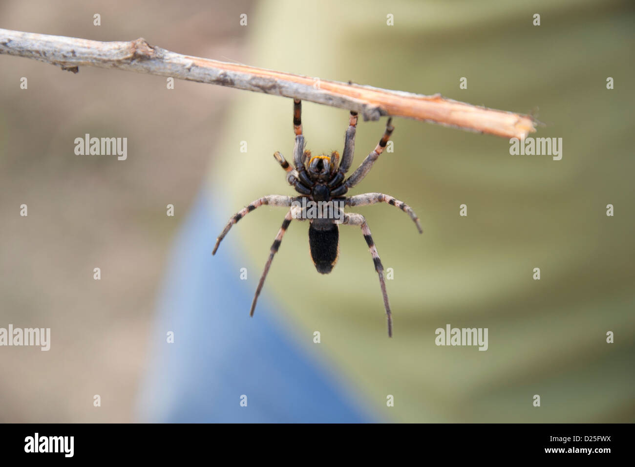 A spider hanging from a stick. Stock Photo
