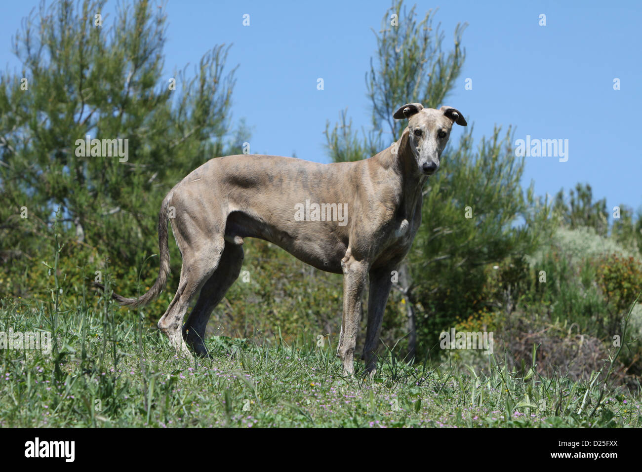 Dog English greyhound adult standard profile Stock Photo Alamy
