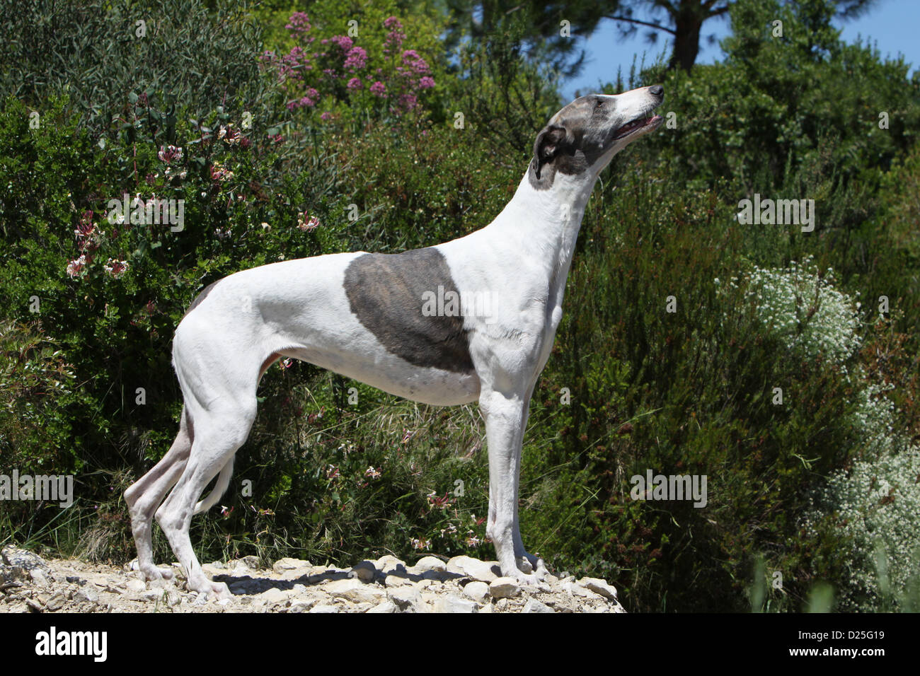Dog English greyhound adult standard profile Stock Photo Alamy