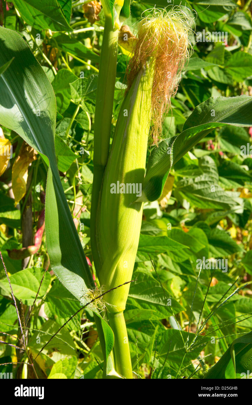 Corn and beans at the farm Stock Photo Alamy