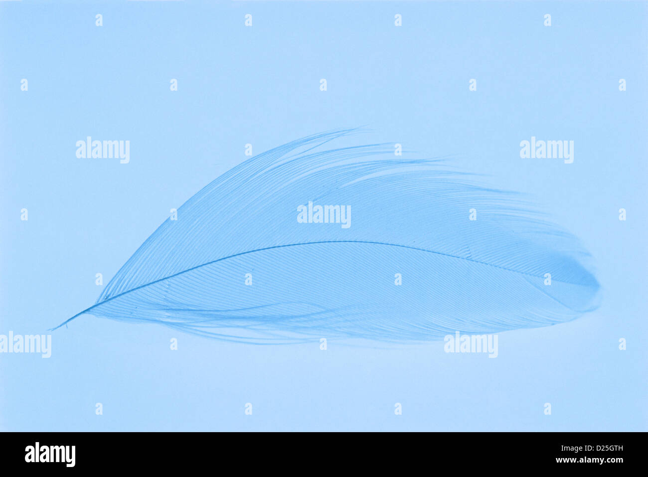Blue feather on blue background Stock Photo