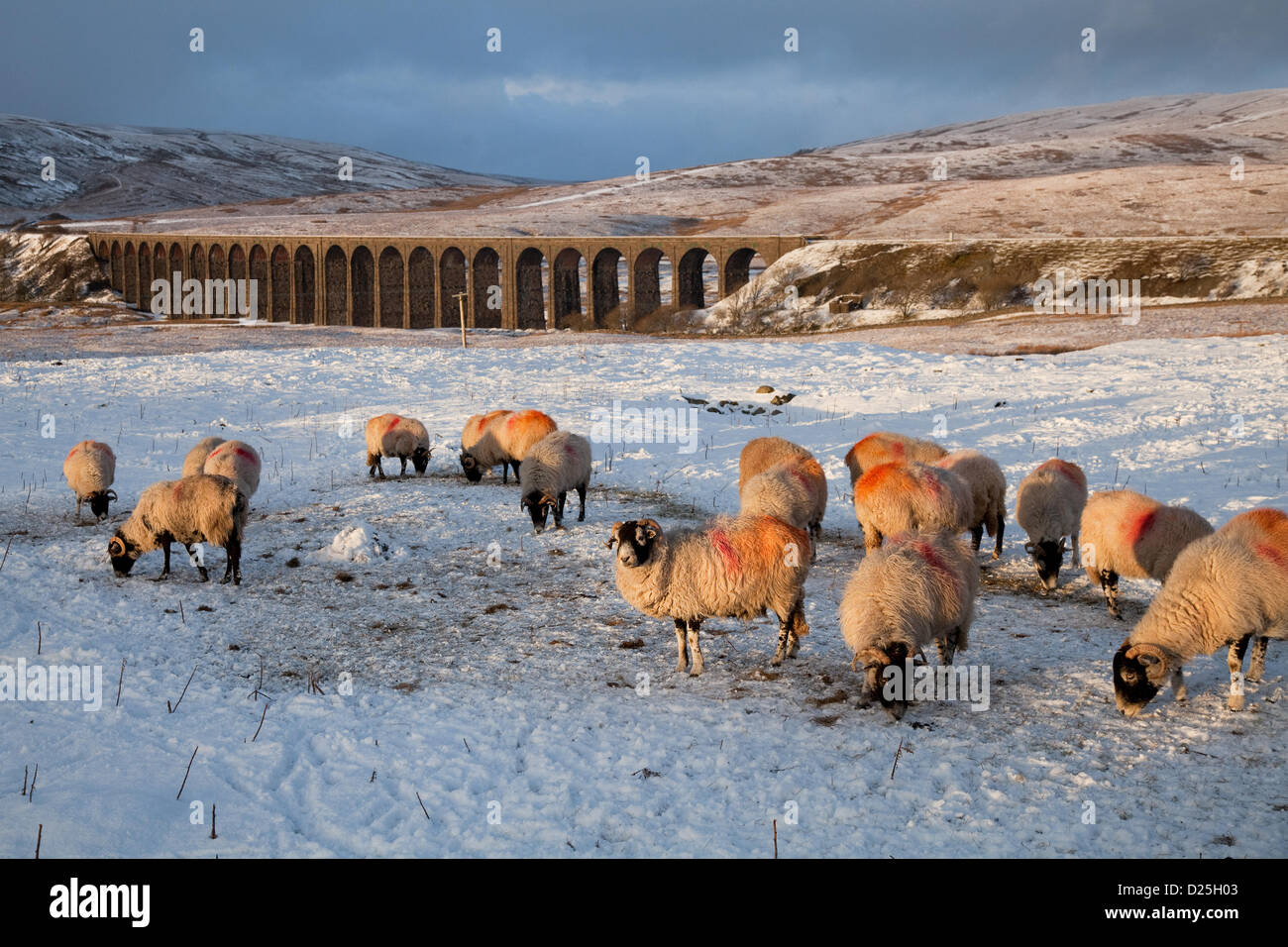 Hardy Sheep in winter near the Ribblehead Viaduct across the valley of the River Ribble, in North Yorkshire, Northern England, Hardy Livestock gather in frosty conditions, in evening light for remains of animal feed provided by the local hill farmer in freezing weather with snow covered moorland. The swaledale sheep are marked with red ochre to indicate breeding status and to  assist identification. Stock Photo