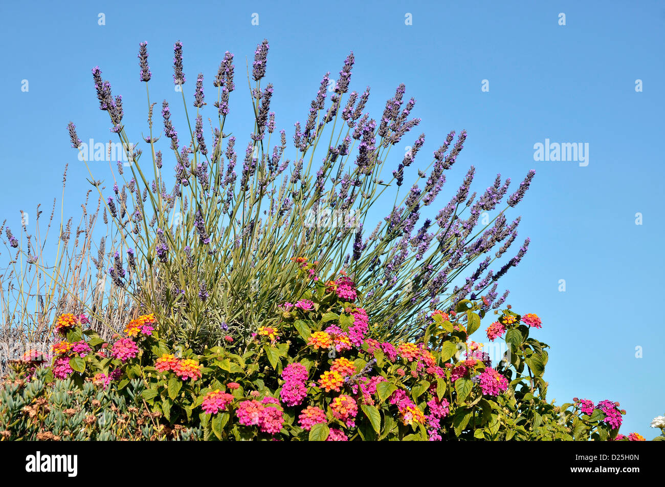 Lavender and Lantana camara flowers on the blue sky background Stock Photo