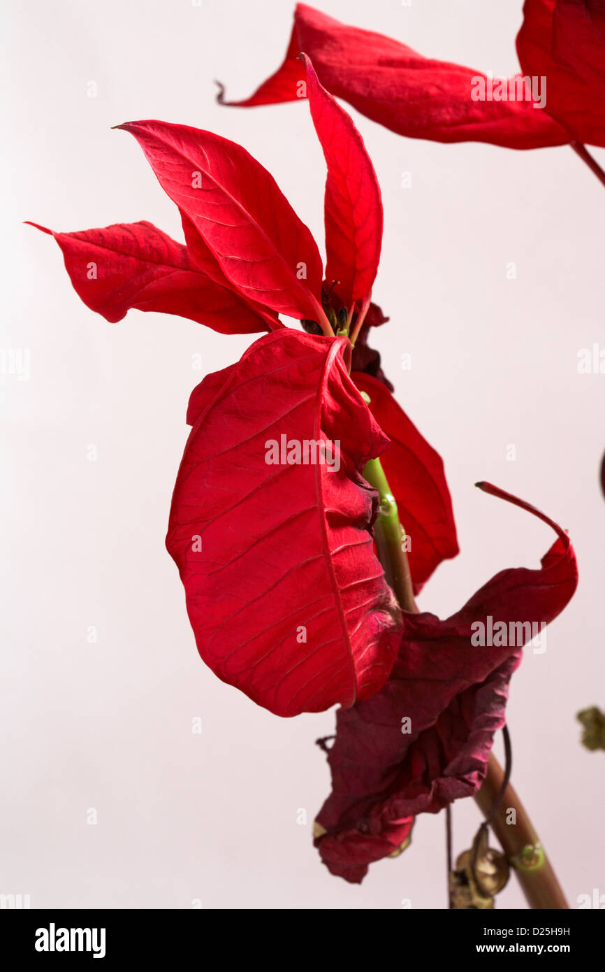 Neglected poinsettia houseplant with leaves shriveling up and falling