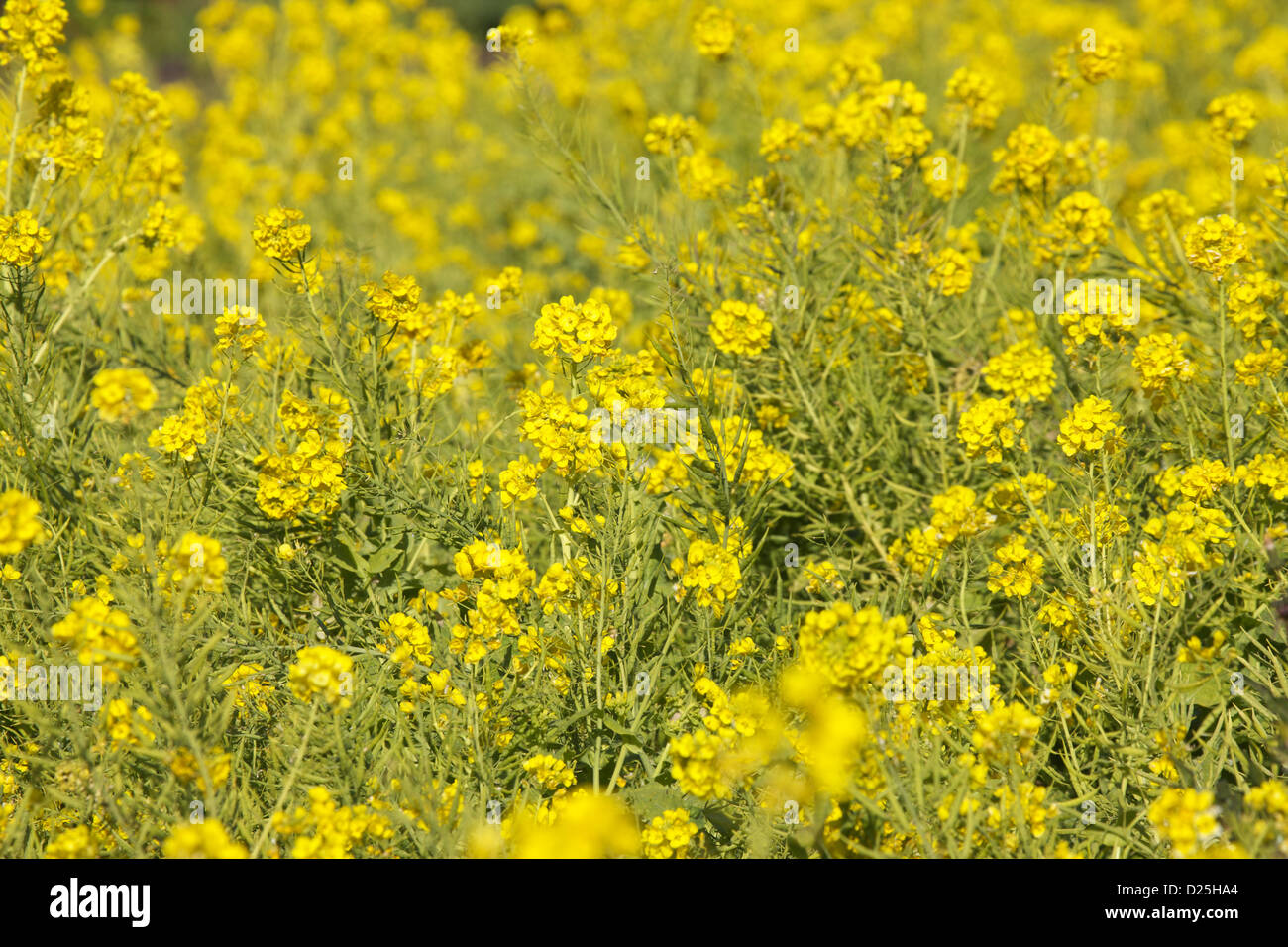 Field mustard flowers Stock Photo Alamy