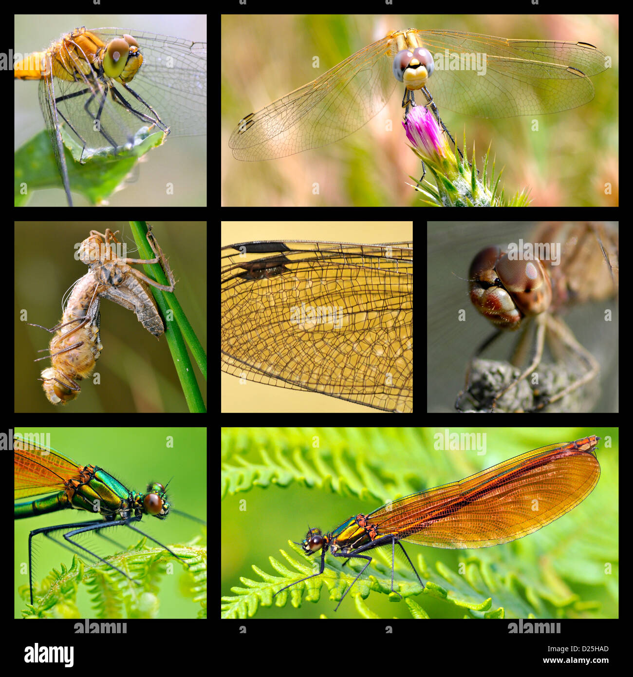 Seven mosaic photos of dragonflies and damselflies Stock Photo - Alamy