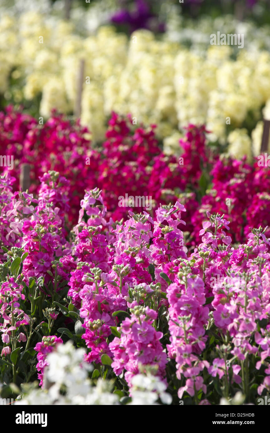 Flower field in Chikura, Chiba Prefecture Stock Photo
