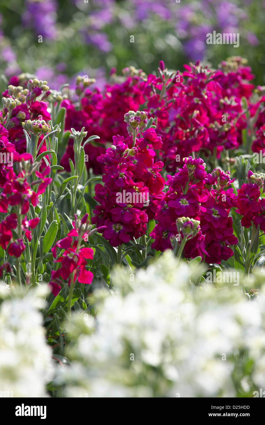 Flower field in Chikura, Chiba Prefecture Stock Photo