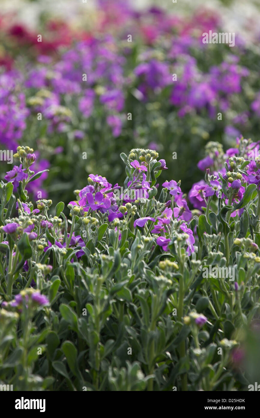 Flower field in Chikura, Chiba Prefecture Stock Photo