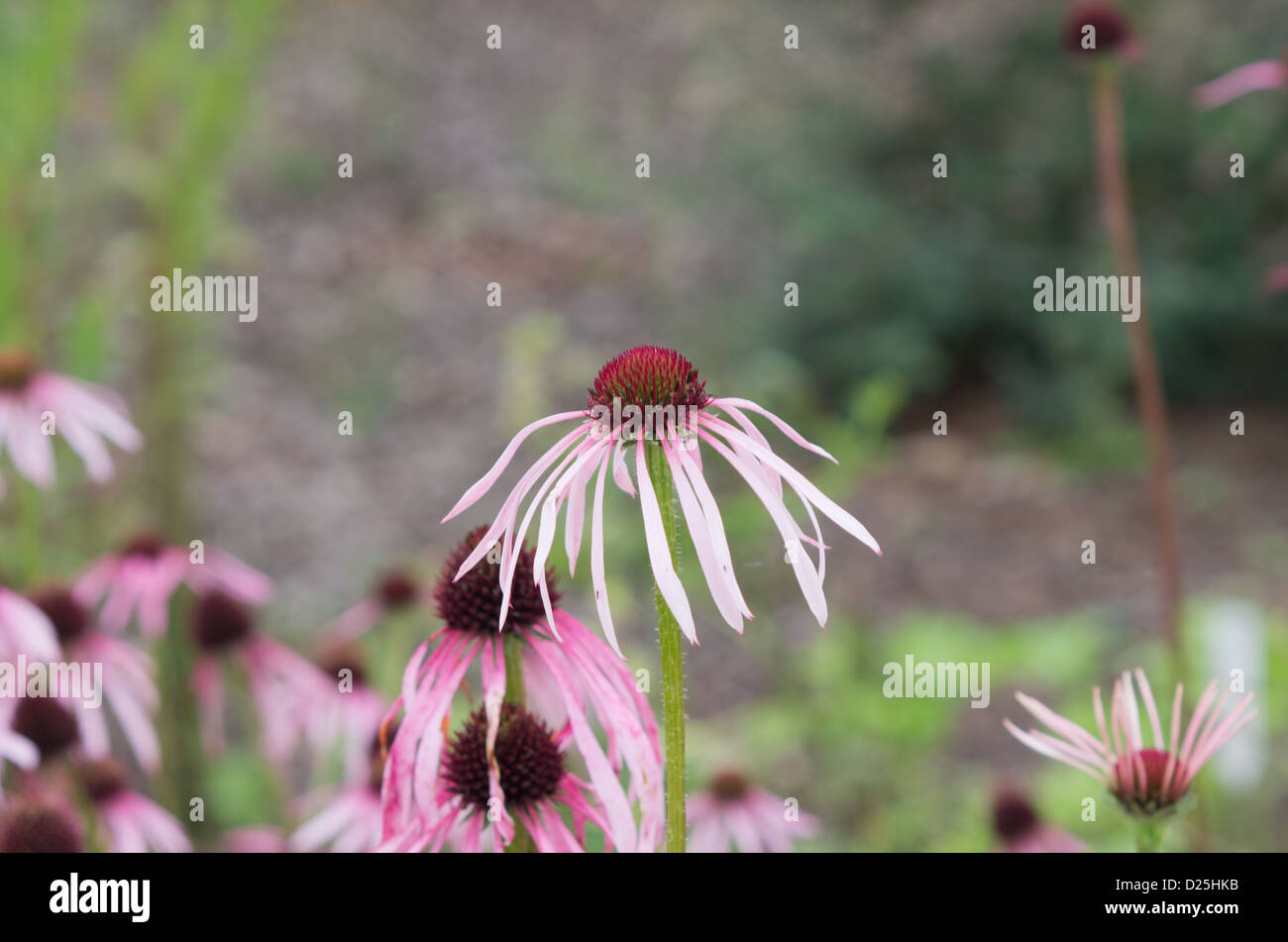 Echinacea angustifolia Stock Photo