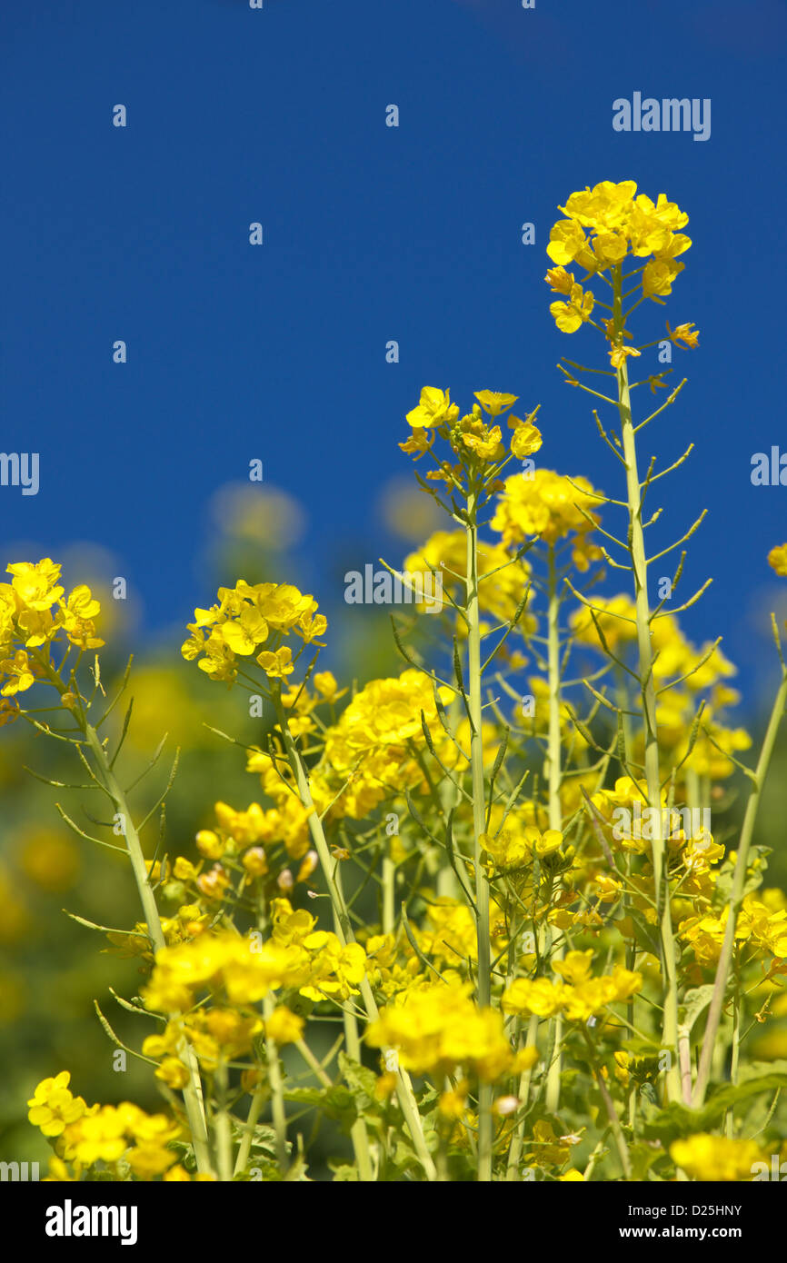 Field mustard flowers Stock Photo Alamy