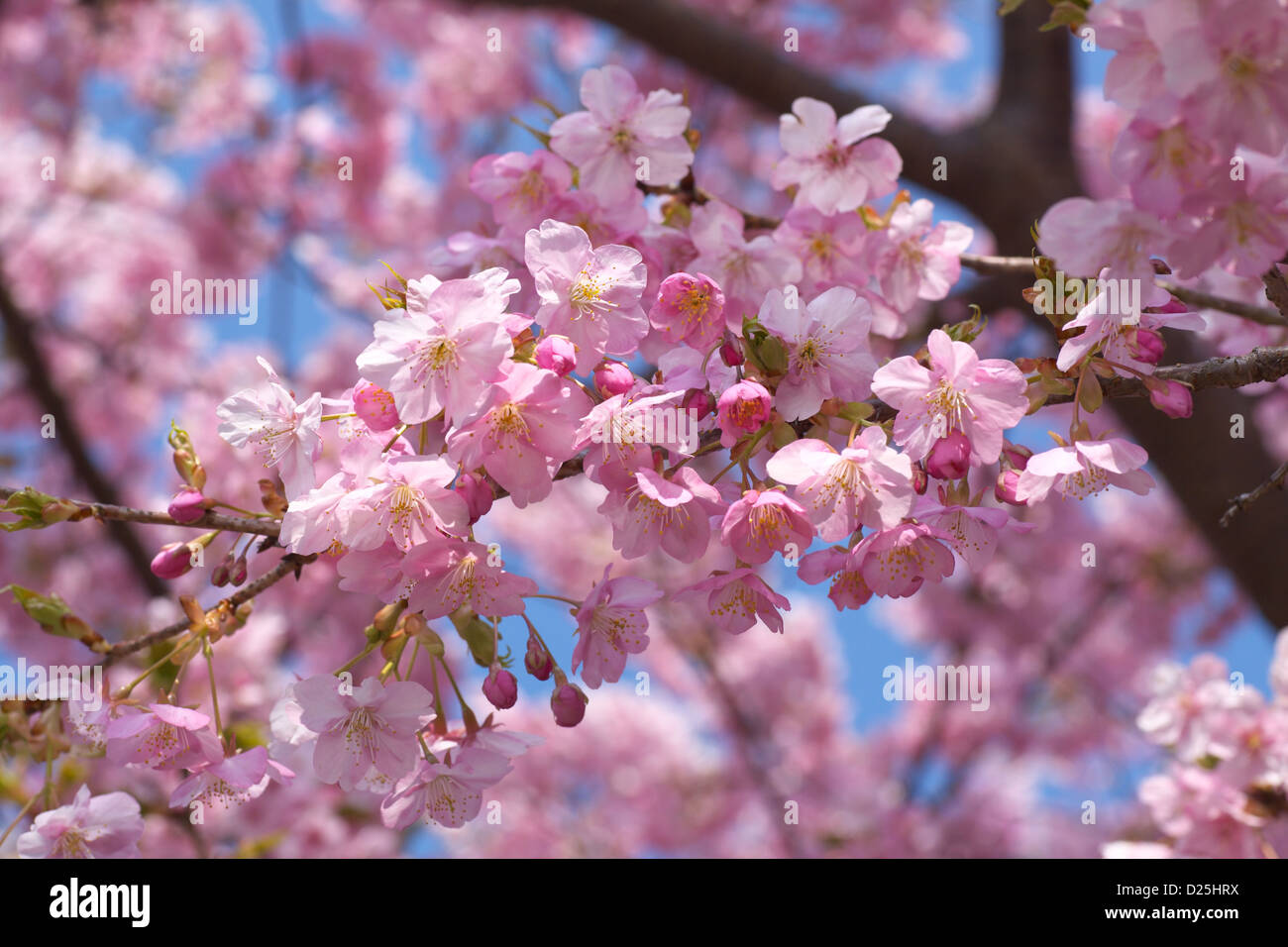 Cherry blossoms sakura kawazu zakura hi-res stock photography and ...