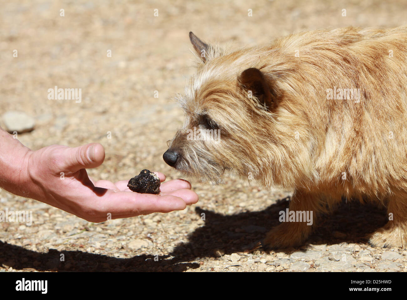 Dog Norwich Terrier adult sniffing a truffle in hand Stock Photo Alamy