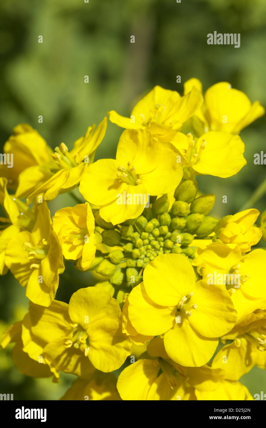 Field mustard flowers Stock Photo Alamy