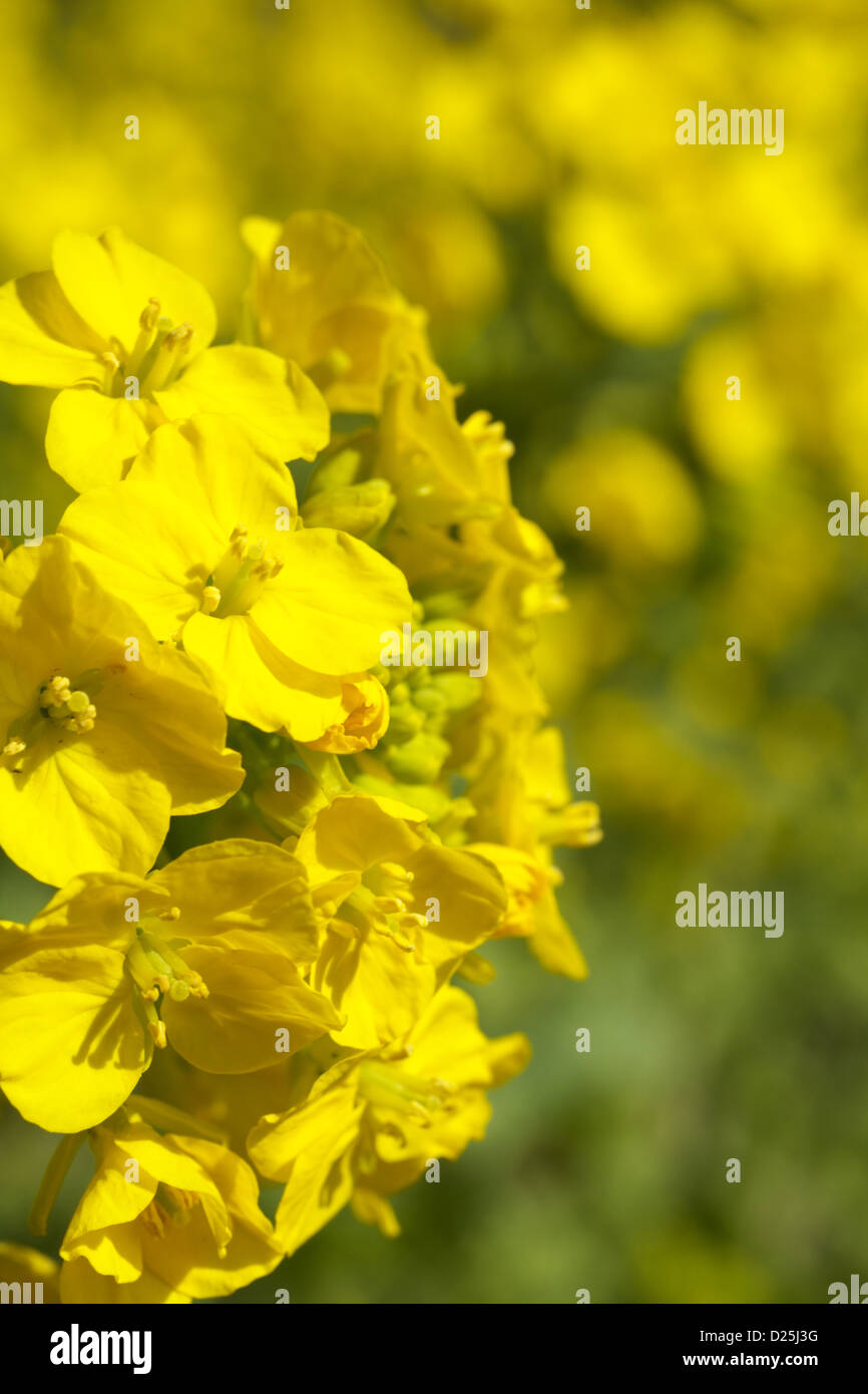 Field mustard flowers Stock Photo Alamy