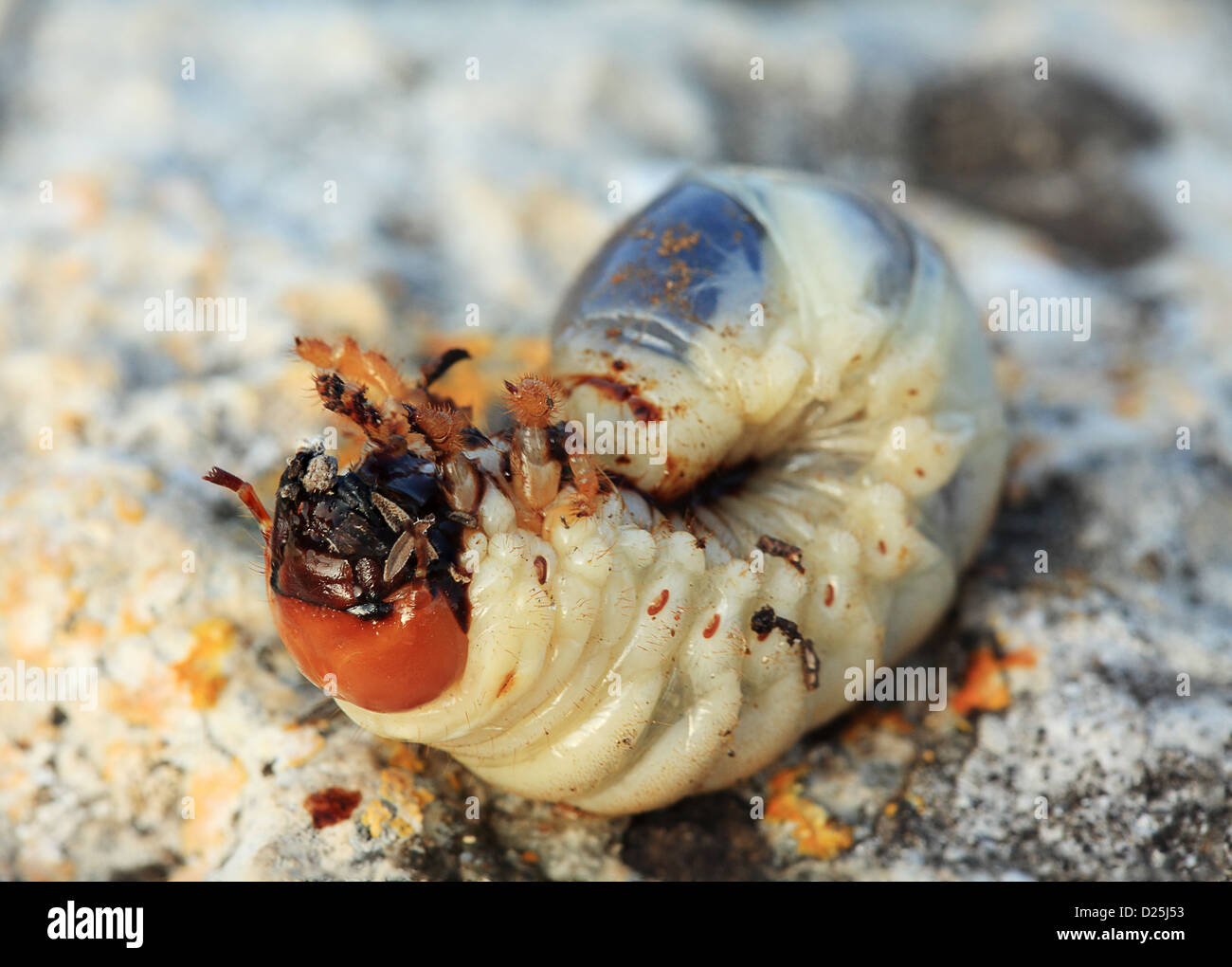 Larva of cockchafer (Melolontha) Stock Photo