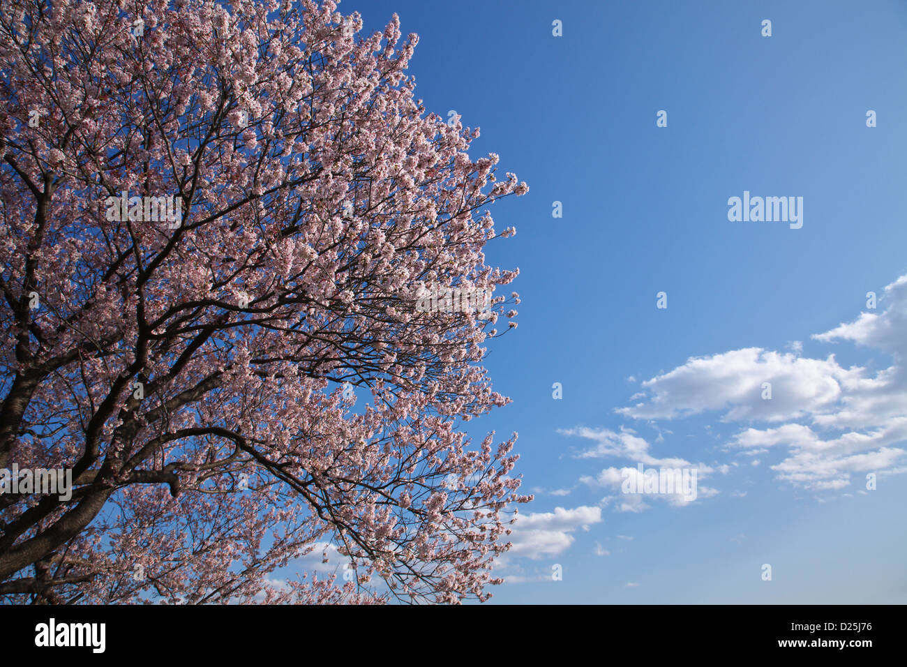 Cherry blossoms and blue sky Stock Photo - Alamy