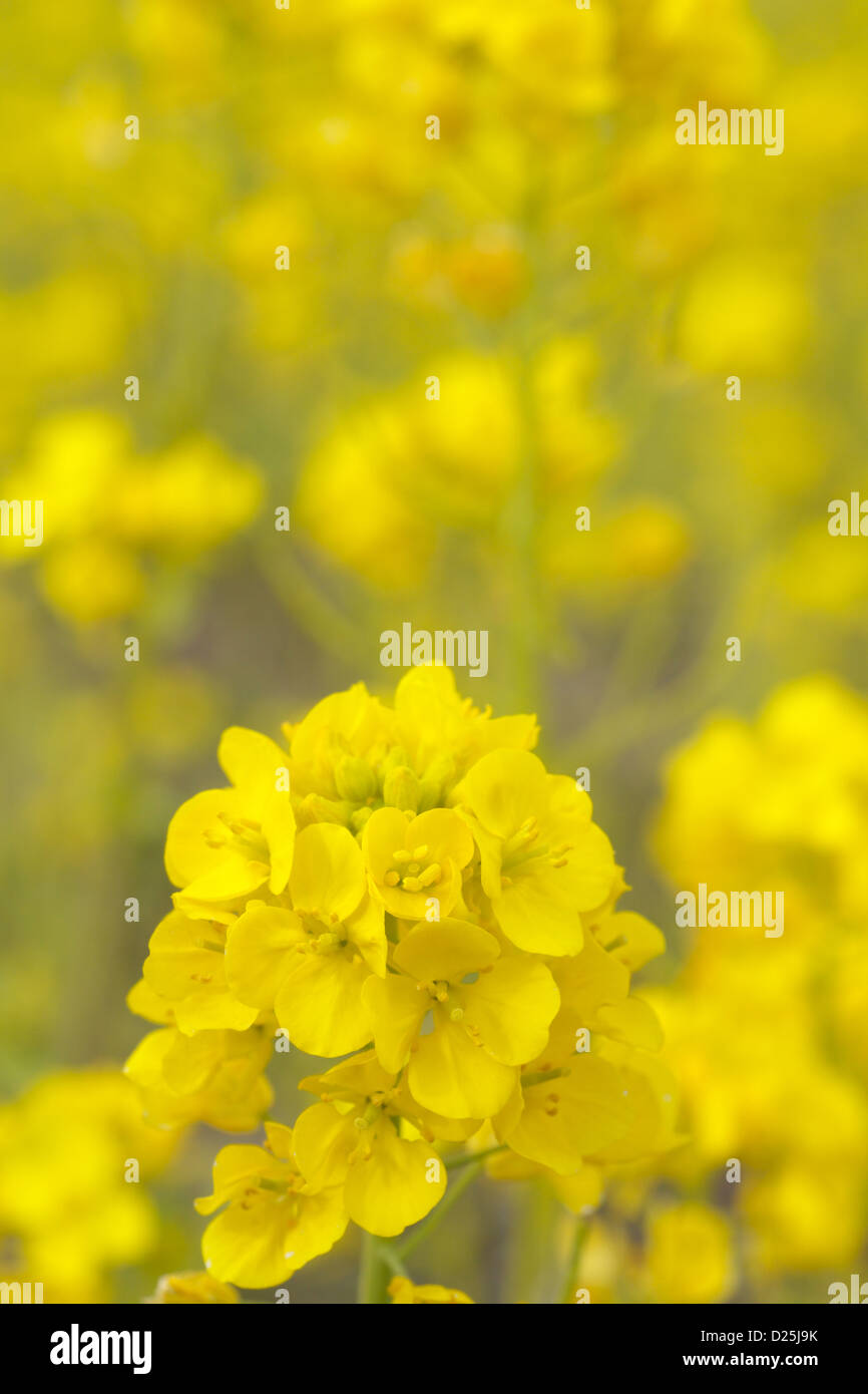 Field mustard flowers Stock Photo Alamy