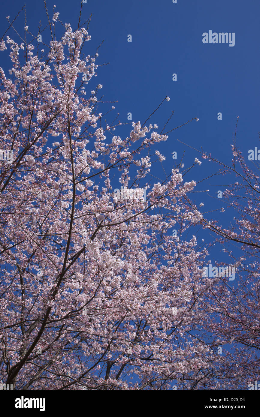 Cherry blossoms and blue sky Stock Photo - Alamy