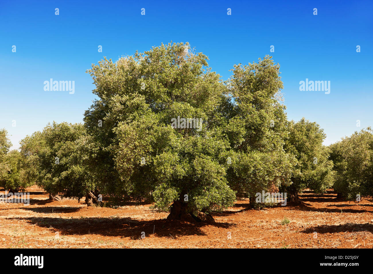 Ancient Cerignola olive trees of Ostuni, Puglia, South Italy Stock