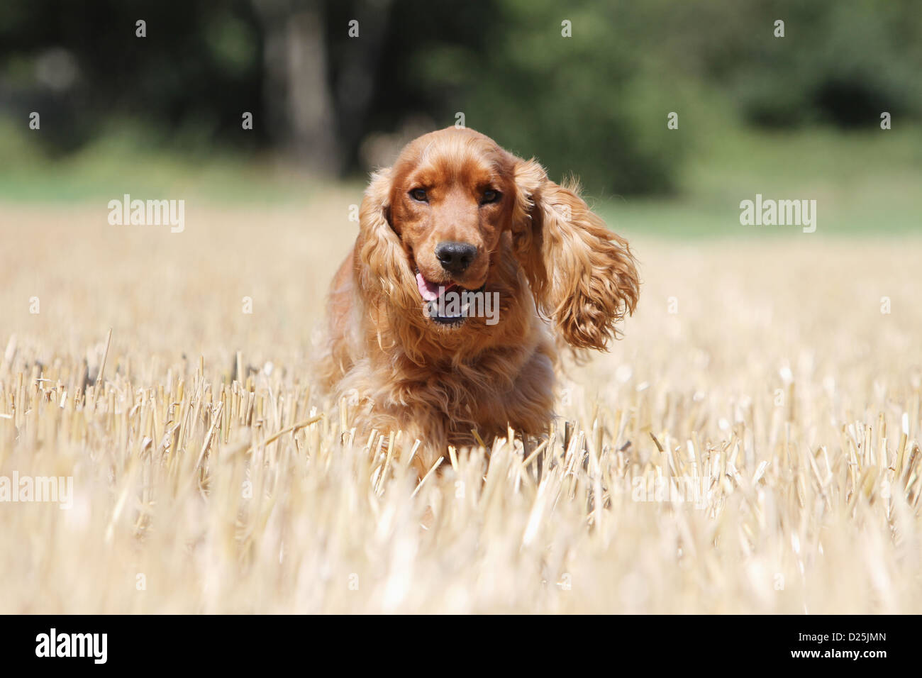 Red Field Spaniel Spaniel running field hi-res stock photography and images - Alamy