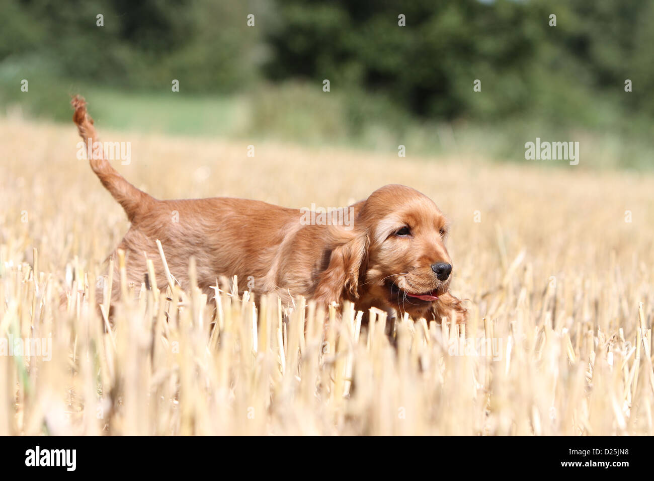 Dog English Cocker Spaniel Puppy Red Running In A Field Stock