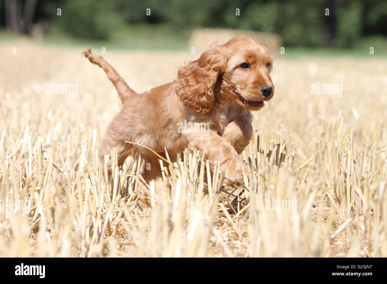 Dog English Cocker Spaniel puppy (red) running in a field Stock Photo
